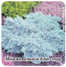 Можжевильник Блю стар