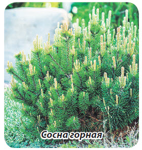 Сосна горная