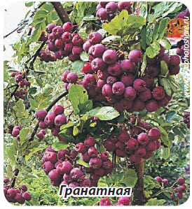 сорт рябины Гранатная