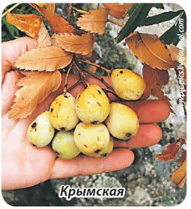 сорт рябины Крымская