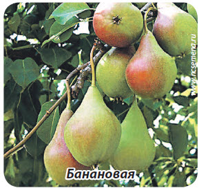 груша банановая