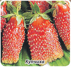 Сорт клубники земляники Купчиха