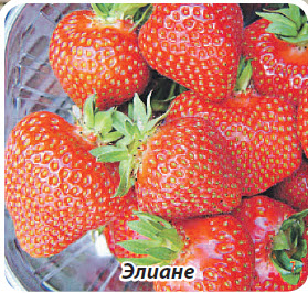 Сорт клубники земляники Элиане