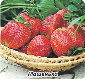 Сорт клубники земляники Машенька
