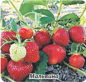 Сорт клубники земляники Мальвина
