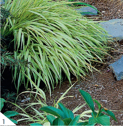Овсяница сизая Festuca glauca «Boulder Blue»