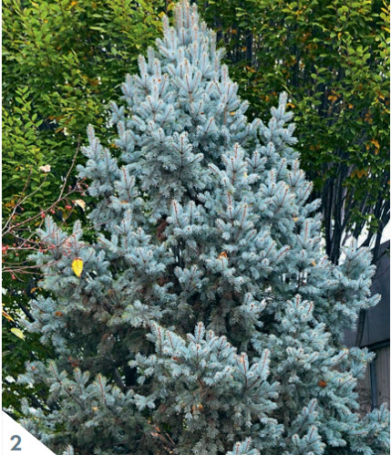 Ель голубая колючая «Hoopsii»