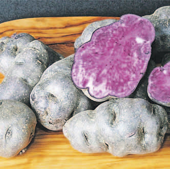 Вителотте (Vitelotte)