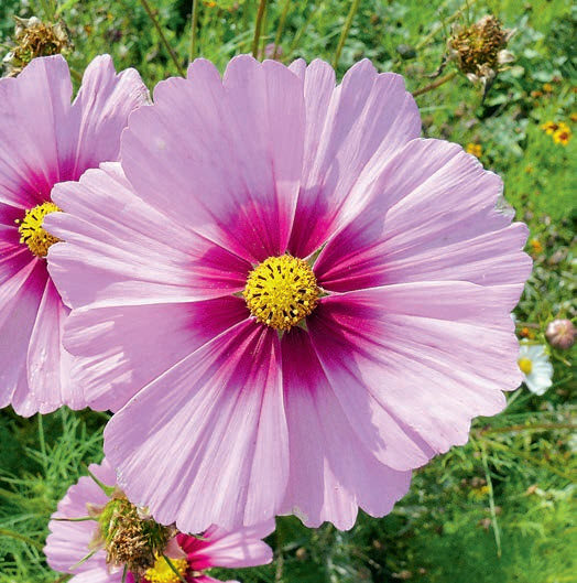 Космея дваждыперистая (Cosmos bipinnatus): сорта «Sensation Mix», «Day Dream», «Sea Shells»